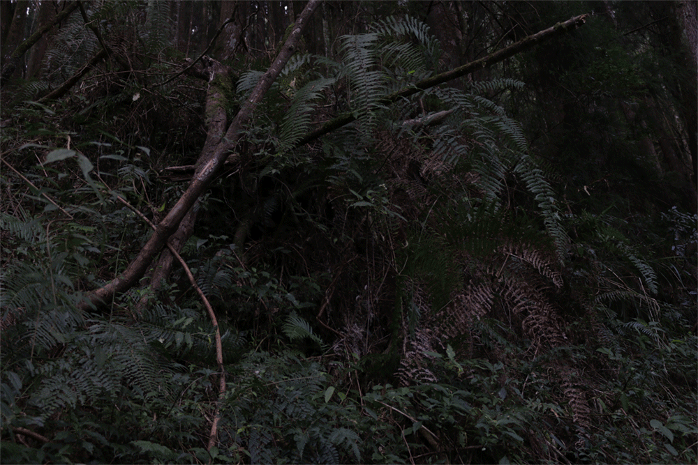 La gorge du diable / La forêt tropicale, 2017